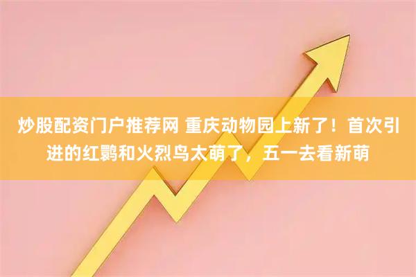 炒股配资门户推荐网 重庆动物园上新了！首次引进的红鹮和火烈鸟太萌了，五一去看新萌